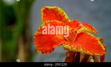 Jaune frais rouge Canna Lily fleur sur fond vert nature avec espace copie. Fleur de canne avec fond vert flou. Banque D'Images