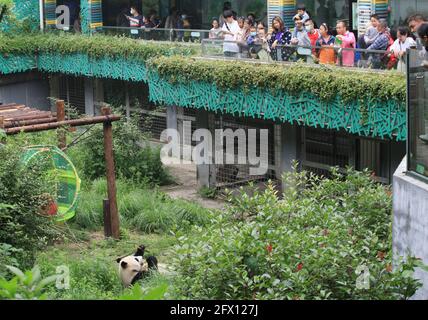 Nanjing, Nanjing, Chine. 25 mai 2021. Le 23 mai 2021, dans la maison de panda géante du zoo de la forêt de Hongshan à Nanjing, il y a trois pandas géantes, à savoir PingPing (homme), Jiujiu (femme) et ''Hehe'. Les trois pandas géants vivent dans le zoo tous les jours. Vendre de la cuiterie et d'avoir du plaisir, certains ''coud plat'' et manger du bambou, et d'autres escaladera des arbres pour faire de l'exercice et jouer, ce qui est très intéressant. Crédit : SIPA Asia/ZUMA Wire/Alay Live News Banque D'Images