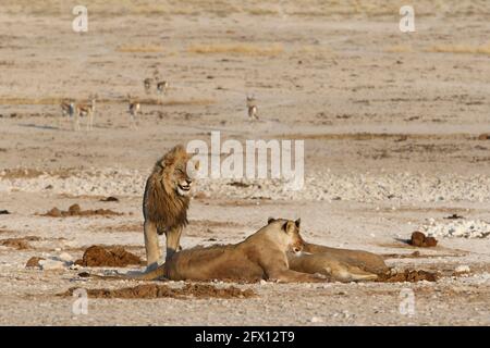 Lion africain (Panthera Leo) 1 homme, 3 femme détendu sur terre. Lion se tient derrière Springboks. Parc national d'Etosha, Namibie, Afrique Banque D'Images