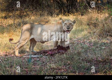 Femelle de lioness africain (Panthera Leo) avec carcasse antilope. Okavango Delta, Botswana, Afrique Banque D'Images