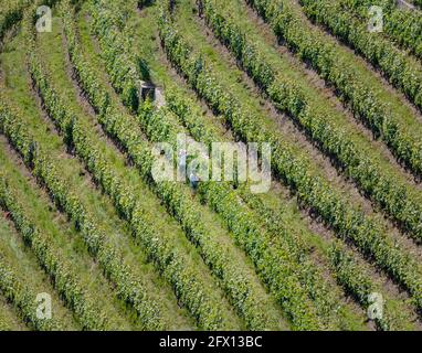 Travailleurs qui font la vigne dans le vignoble près de Montreux, canton de Vaud, Suisse. Banque D'Images