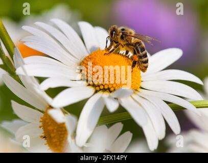 Détail de l'abeille dorée ou de l'abeille en latin APIs mellifera, abeille européenne ou occidentale assise sur la fleur blanche de la Marguerite commune Banque D'Images