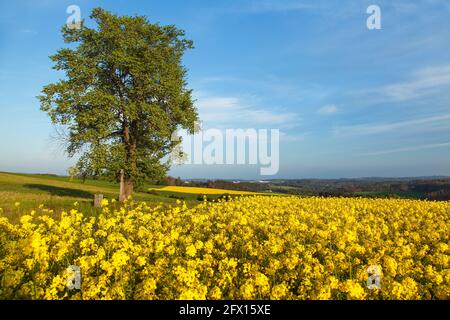 Champ de colza, de canola ou de colza dans le Brassica napus latin avec, lime et crucifix, champ de floraison doré printanier Banque D'Images