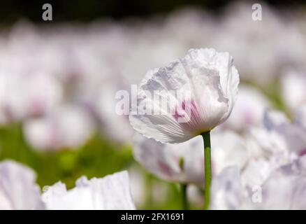 Détail du pavot à opium en fleurs papaver somniferum, fleur de pavot de couleur blanche est cultivé en République tchèque Banque D'Images