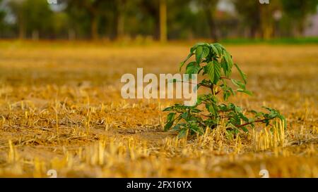 Belle photo de plante solitaire en terre sèche. Vider le champ de blé cultivé avec une seule plante oubliée non identifiée. Banque D'Images