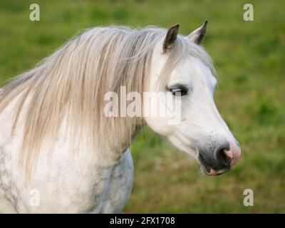 Une photo à la tête d'un poney gallois gris pomme dans un enclos. Banque D'Images