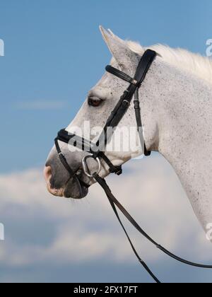 Une photo d'un beau cheval gris. Banque D'Images