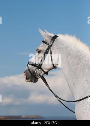 Une photo d'un beau cheval gris. Banque D'Images