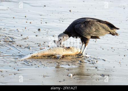 Tete D Un Bebe Vautour Photo Stock Alamy