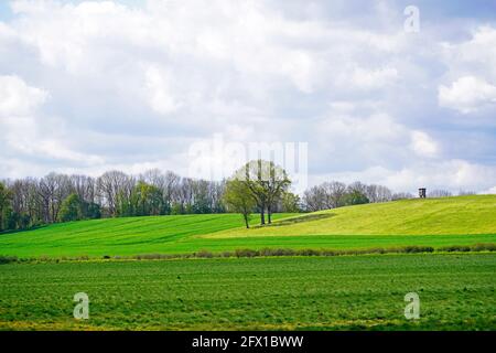 Paysage avec des champs verts près d'Ahlen, Dolberg. Nature au printemps avec prairie verte et arbres Banque D'Images