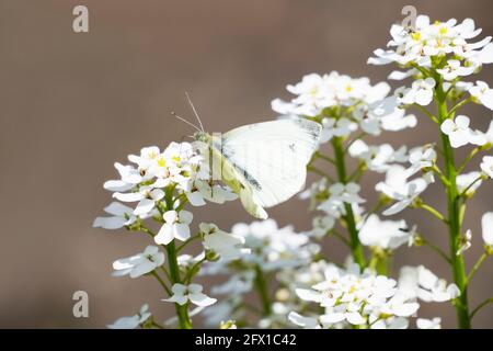 Le petit papillon blanc de chou se trouve sur les fleurs du candytuft à feuilles persistantes. Gros plan de l'insecte dans l'environnement naturel. Pieris rapae. Banque D'Images