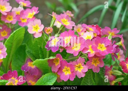 Plantes de primula rose et jaune avec des gouttes d'eau après le floraison de pluie sur le lit de fleur au printemps Banque D'Images