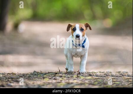 Jack de chien perdu russell terrier dans la forêt Banque D'Images