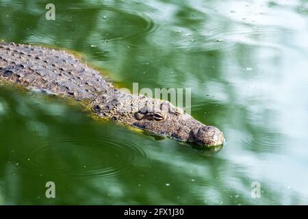 Gros crocodile africain attendant qu'il soit priez dans l'eau verte de gros plan. Photographie de la faune Banque D'Images