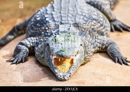 Grand crocodile africain à bouche ouverte sur une ferme de crocodiles en Namibie, Afrique. Photographie de la faune Banque D'Images