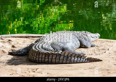 Gros crocodile d'alligator africain près de l'eau dans une ferme de crocodiles en Namibie, Afrique. Photographie de la faune Banque D'Images