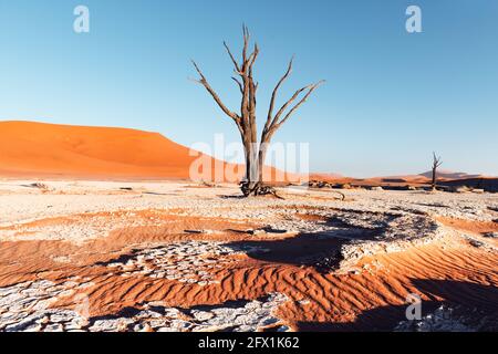 Arbres Camelthorn morts au lever du soleil, Deadvlei, parc national Namib-Naukluft, Namibie, Afrique. Arbres séchés dans le désert du Namib. Photographie de paysage Banque D'Images