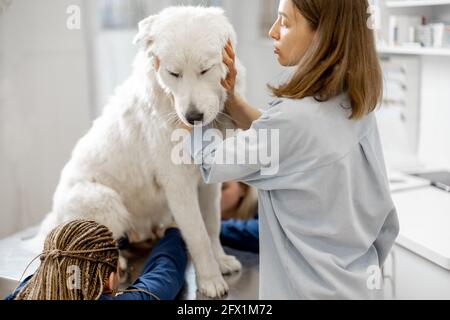 La propriétaire femelle se hale et calme un grand chien de berger blanc dans une clinique vétérinaire tandis que les vétérinaires taillez les griffes du patient debout à la table d'examen. Traitement et soin des animaux. Consultez un médecin. Banque D'Images