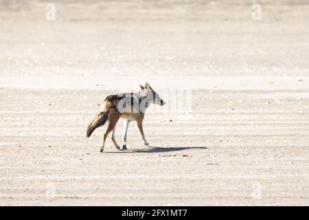 Jackal sur la côte atlantique près de la colonie de phoques, Namibie, Afrique. Photographie de la faune Banque D'Images