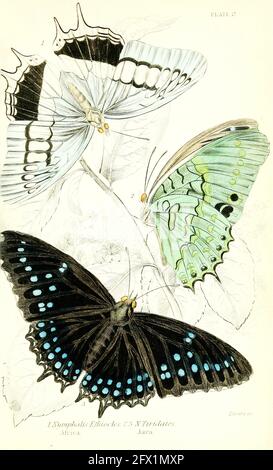 James Duncan papillon vintage art Banque D'Images