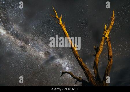 Des arbres morts à Deadvlei la nuit dans la partie sud du désert du Namib, dans le parc national Namib-Naukluft de Namibie. Photographie de paysage Banque D'Images