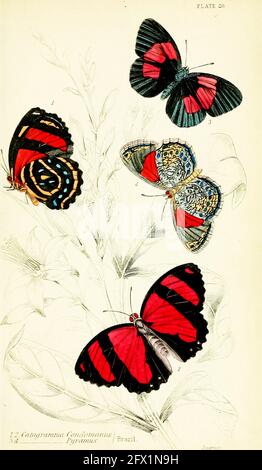 James Duncan papillon vintage art Banque D'Images