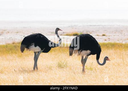 Couple d'autruches debout sur l'herbe jaune sèche de la savane africaine. Parc national d'Etosha, Namibie, Afrique. Photographie de la faune Banque D'Images