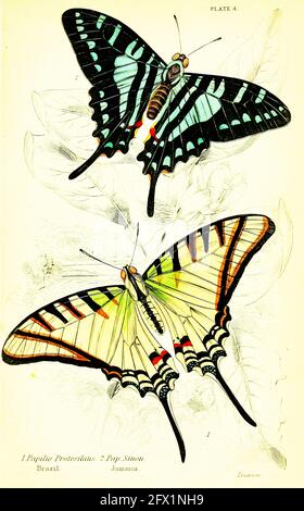 James Duncan - Papilio Protesilaus, Brésil, Pap. Sinon. Jamaïque. Banque D'Images