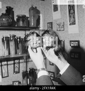 Salon de l'art et de l'artisanat 1965 en RAI, tête humaine sèche (en plastique), 8 février 1965, foires, pays-Bas, agence de presse du xxe siècle photo, nouvelles à retenir, documentaire, photographie historique 1945-1990, histoires visuelles, L'histoire humaine du XXe siècle, immortaliser des moments dans le temps Banque D'Images