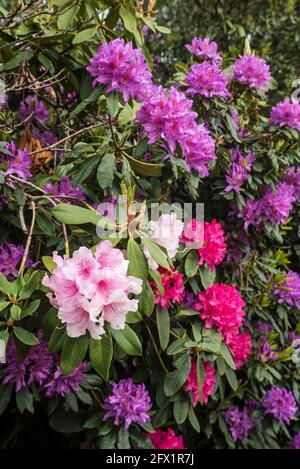 Rhododendrons roses et pourpres en fleur. Banque D'Images