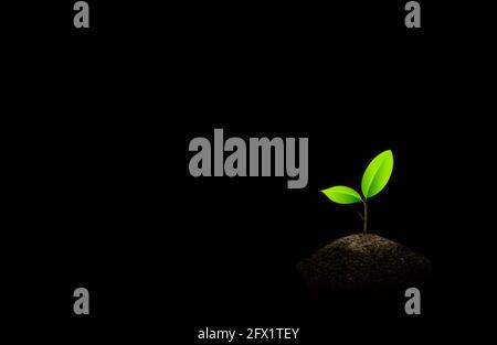 Petits semis verts poussant dans le sol sur fond noir. Banque D'Images