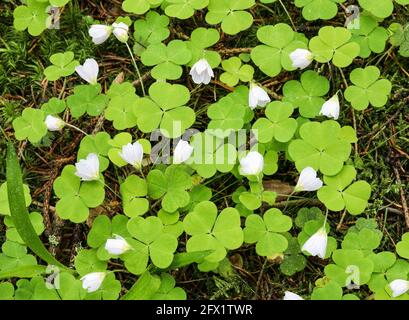 L'oxalide (Oxalis acetosella) Banque D'Images