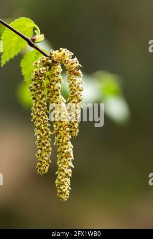 Fleur de bouleau blanc européen (Betula pendula) Banque D'Images