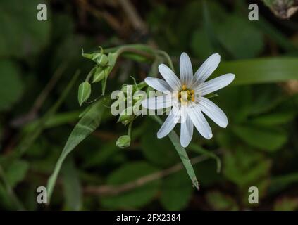 Plus grande millepertuis, Stellaria holostea, (= Rabelera holostea) en fleur au printemps. Banque D'Images