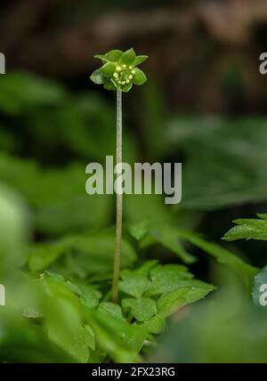 Moschatel, Adoxa moschatellina, en fleur dans les bois calcaires, Dorset. Banque D'Images