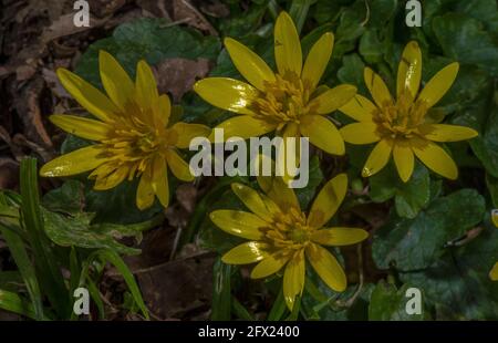 Moins de celandine , Ficaria verna, en fleur dans les bois. Banque D'Images