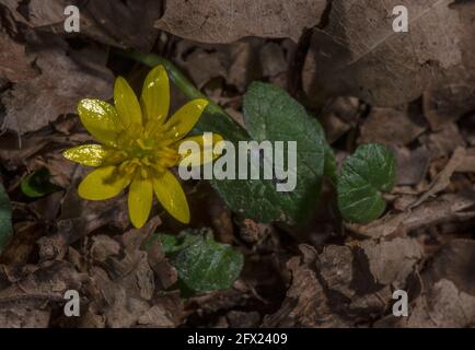 Moins de celandine , Ficaria verna, en fleur dans les bois. Banque D'Images