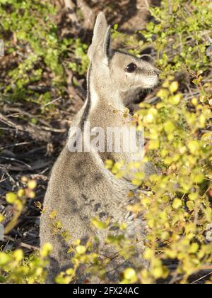 (210525) -- SYDNEY, le 25 mai 2021 (Xinhua) -- photo de fichier prise le 26 septembre 2018 montre un wallaby à queue de cheval à queue de cheval à la réserve naturelle Avocet dans le centre du Queensland, en Australie. Une population de wallabies à queue de cheval bridée dans l'État australien du Queensland a été ramenée du bord de l'extinction, après que les scientifiques de la conservation ont testé une technique d'intervention jamais utilisée auparavant sur les mammifères terrestres. Cette nouvelle stratégie de conservation, révélée mardi, a été menée par des scientifiques de l'Université de la Nouvelle-Galles du Sud (UNSW), donnant au wallaport bridé une tête commençant à li Banque D'Images