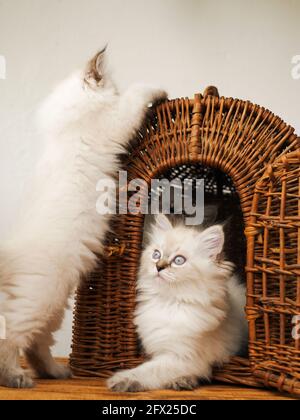 Chatons blancs Neva se déguerade dans un panier en osier sur fond blanc. Banque D'Images