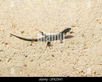 Un lézard vert perché sur un mur jaune Banque D'Images