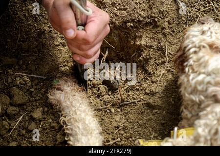 Un chien d'eau spécialement formé pour sniff truffes indique où ils se trouvent en les rayant et en les reposant sur le sol pour le chasseur de les creuser Banque D'Images