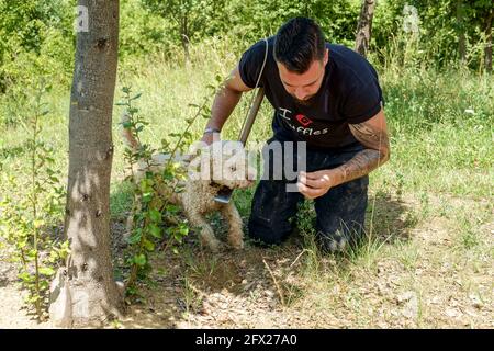 Un chien d'eau spécialement formé pour sniff truffes indique où ils se trouvent en les rayant et en les reposant sur le sol pour le chasseur de les creuser Banque D'Images