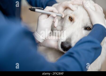 Vétérinaire inspectant les yeux d'un chien dans une clinique vétérinaire. Soins et traitement pour animaux de compagnie. Consultez un médecin pour un contrôle. Gros plan. Banque D'Images