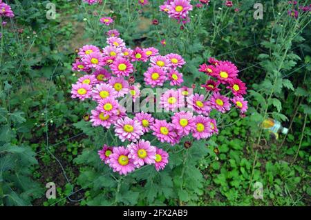 jolies fleurs roses sur une photo de plantation Banque D'Images