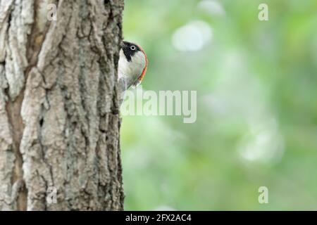 La femelle européenne de pic vert sur tronc d'arbre (Picus virdis) Banque D'Images