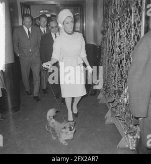 Liz Taylor à l'aéroport de Schiphol (elle est venue regarder des films de son mari Richard Burton). Liz Taylor avec son doggie, 26 avril 1965, acteurs, actrices, Films, stars de cinéma, chiens, aéroports, pays-Bas, agence de presse du xxe siècle photo, nouvelles à retenir, documentaire, photographie historique 1945-1990, histoires visuelles, L'histoire humaine du XXe siècle, immortaliser des moments dans le temps Banque D'Images