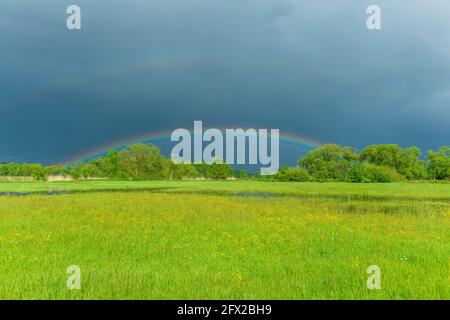 Arc-en-ciel sur une prairie inondée par temps pluvieux au printemps. France, Alsace. Banque D'Images