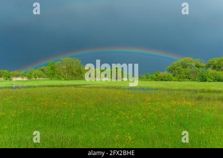 Arc-en-ciel sur une prairie inondée par temps pluvieux au printemps. France, Alsace. Banque D'Images