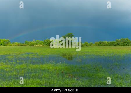 Arc-en-ciel sur une prairie inondée par temps pluvieux au printemps. France, Alsace. Banque D'Images