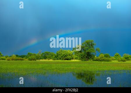 Arc-en-ciel sur une prairie inondée par temps pluvieux au printemps. France, Alsace. Banque D'Images